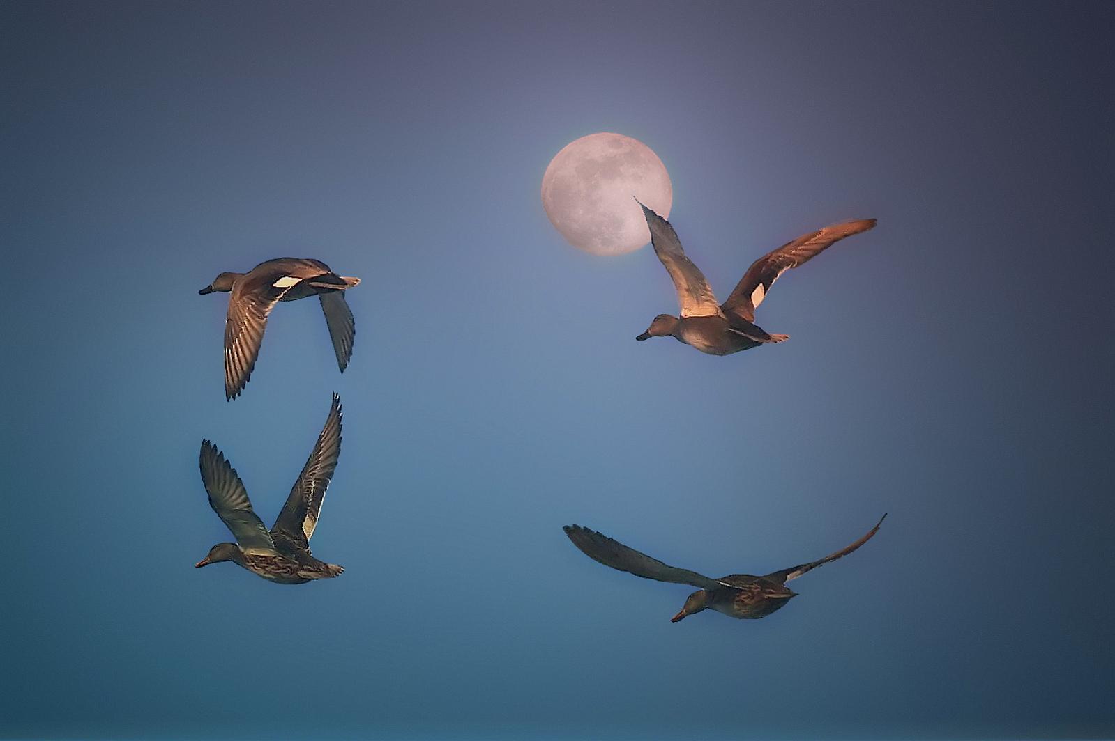 Osallistu runokilpailuun