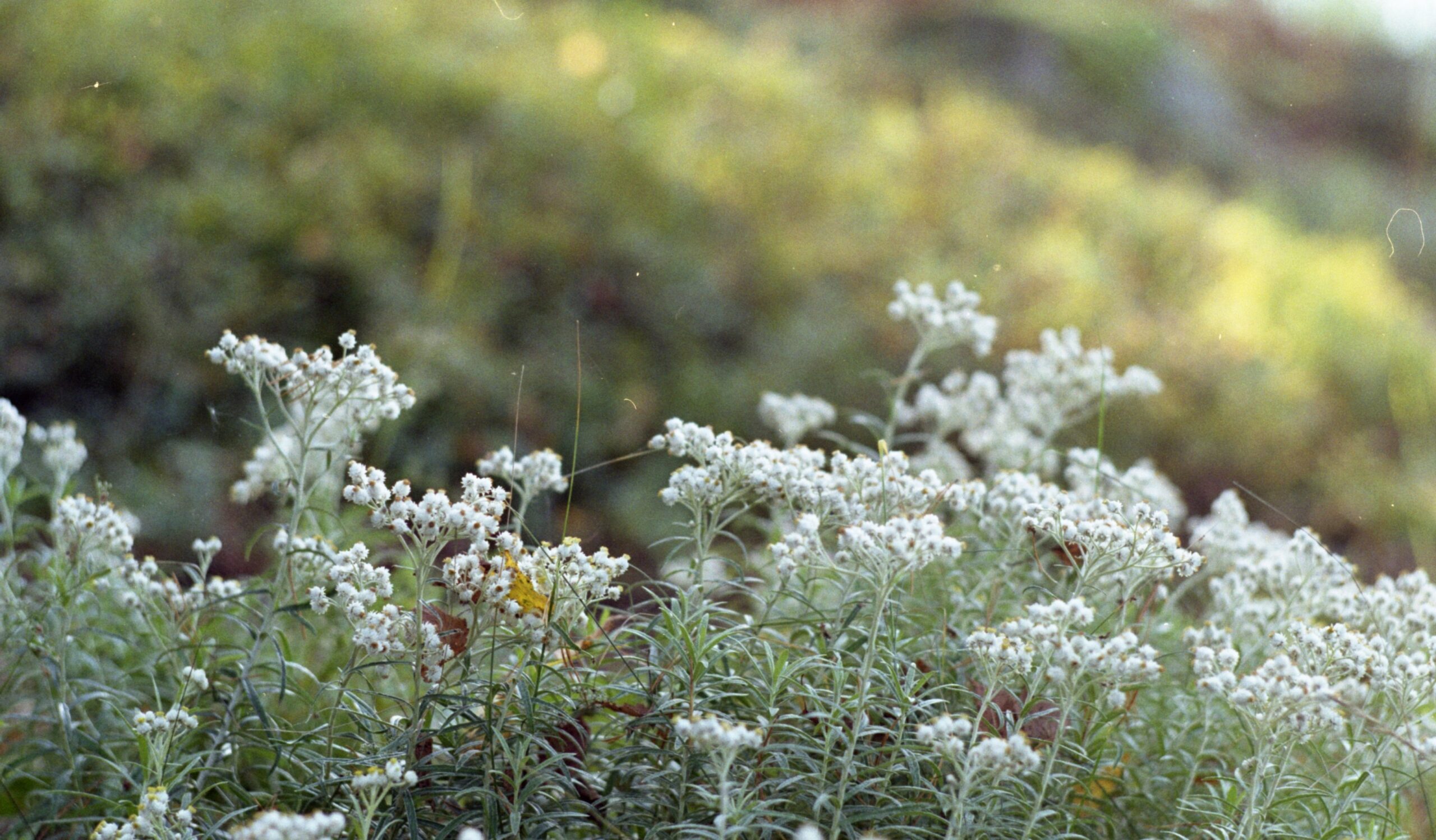 Kuva Hopeahärkkikedosta