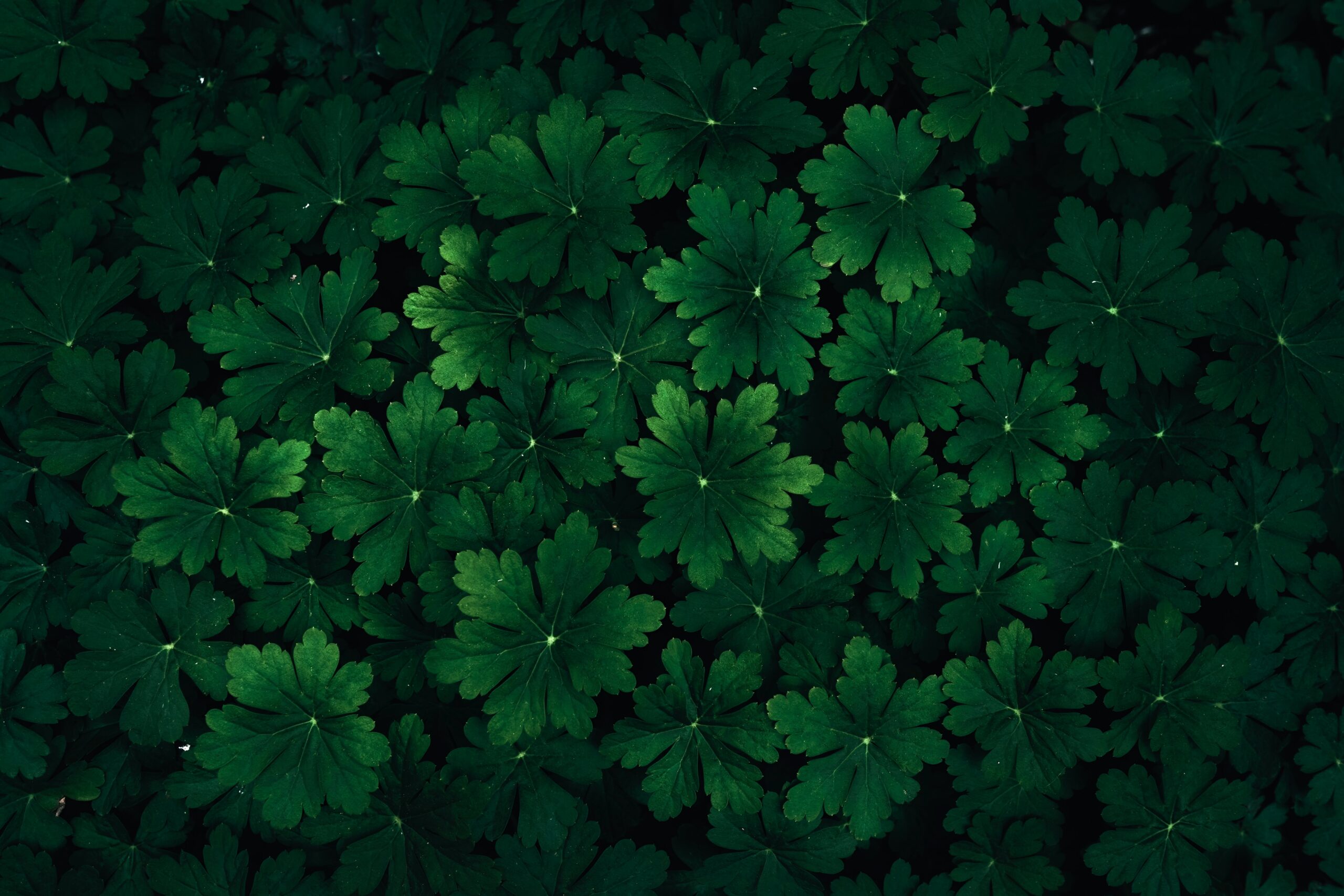 Joukko vihreitä lehtikasveja